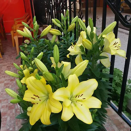 Sirena プリモルスコ